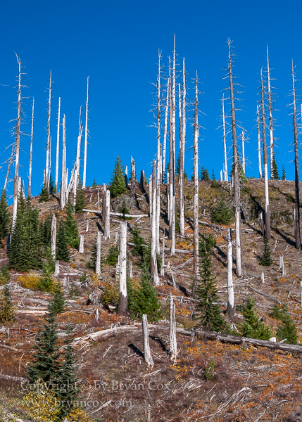 Image of Blasted forest near Mount St. Helens