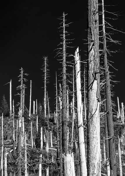 Image of Blasted forest near Mount St. Helens