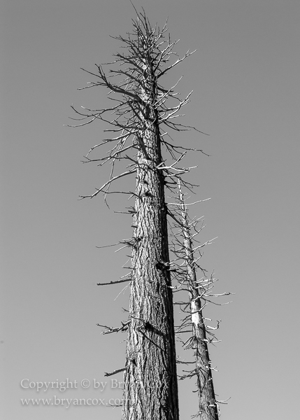 Image of Blasted Douglas Firs near Mount St. Helens