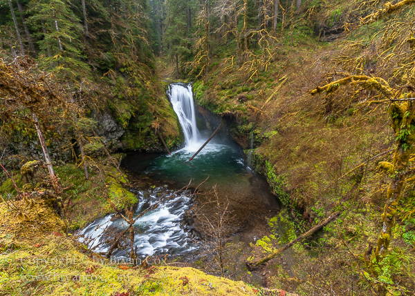 Image of Santiam State Forest, Oregon