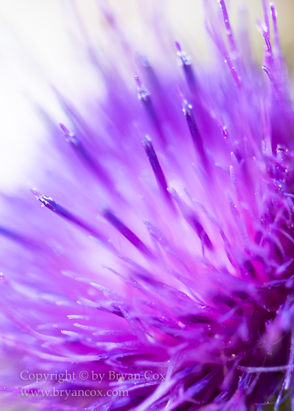 Image of Bull Thistle