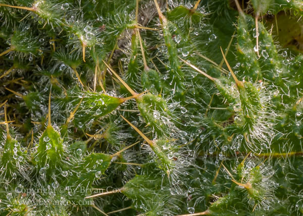 Image of Thistle & Ice