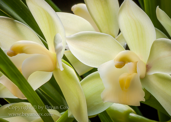 Image of Dendrobium Orchid