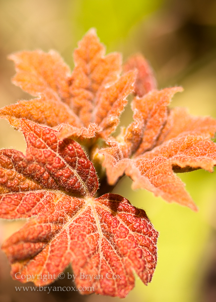 Image of Bigleaf Maple