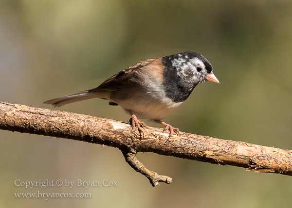 Image of Leucistic Dark-eyed Junco