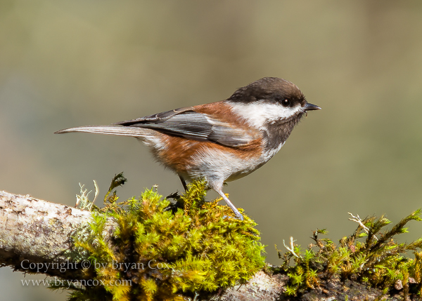 Image of Chestnut-backed Chickadee