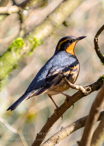 Image of Varied Thrush