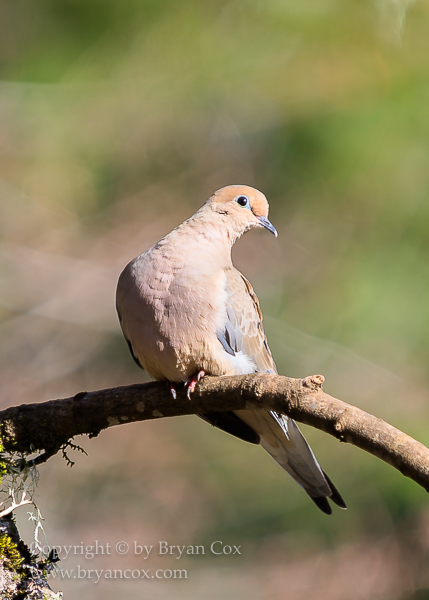 Image of Pigeons & Doves