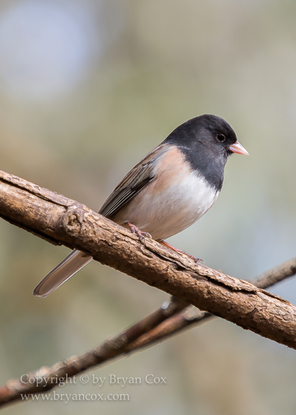 Image of Dark-eyed Junco