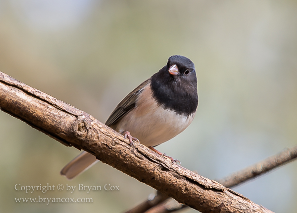 Image of Dark-eyed Junco