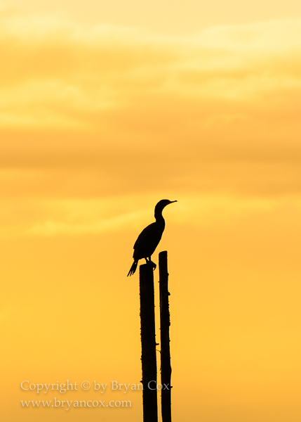 Image of Double-crested Cormorant