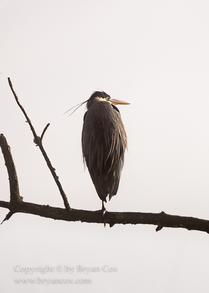 Image of Great Blue Heron