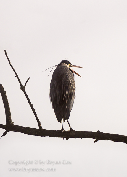 Image of Great Blue Heron