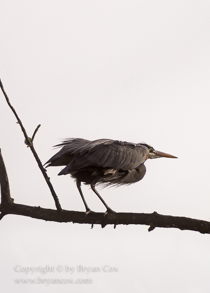 Image of Great Blue Heron