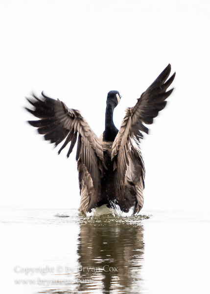 Image of Canada Goose