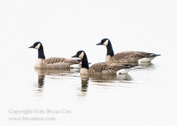 Image of Canada Geese