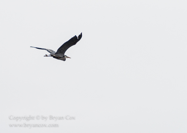 Image of Great Blue Heron