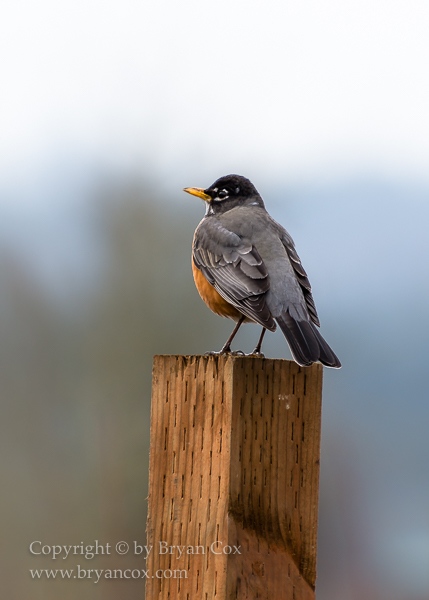 Image of American Robin