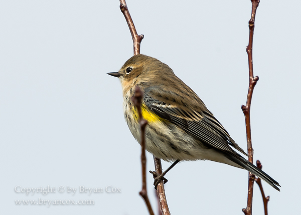Image of Yellow-rumped Warbler