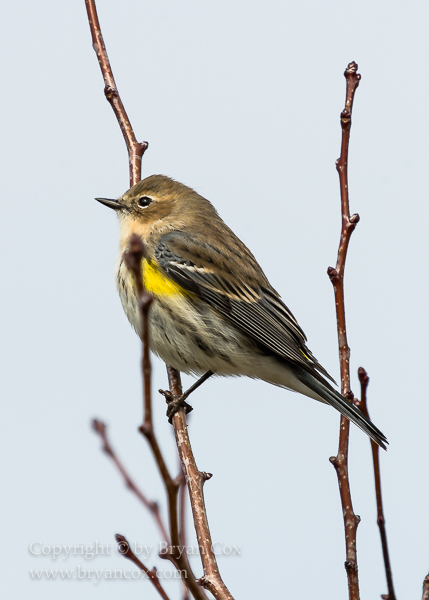 Image of Yellow-rumped Warbler