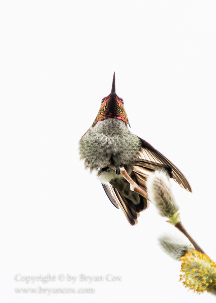 Image of Annas Hummingbird