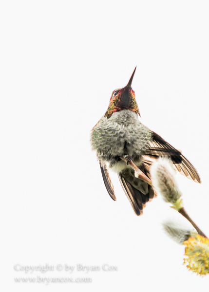 Image of Annas Hummingbird