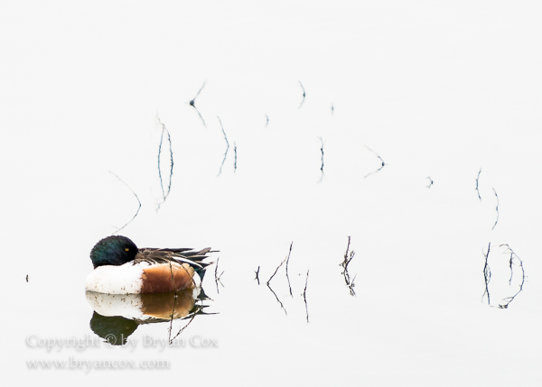 Image of Northern Shoveler