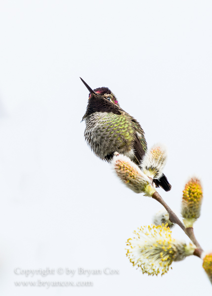 Image of Hummingbirds