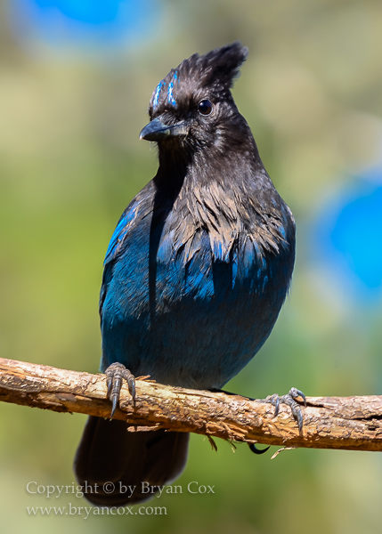 Image of Steller's Jay