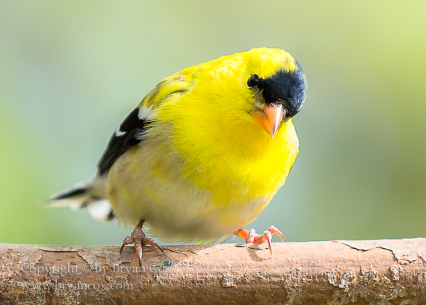 Image of American Goldfinch