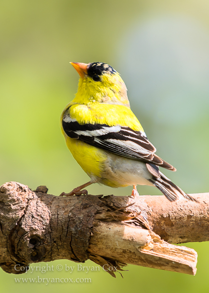 Image of Finches, Euphorias, & Allies