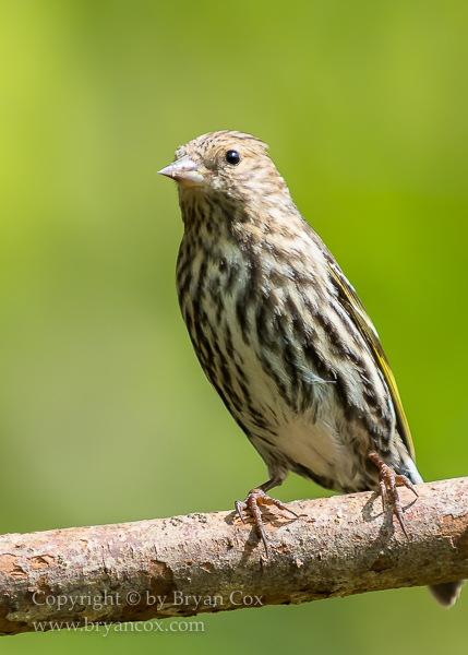 Image of Pine Siskin