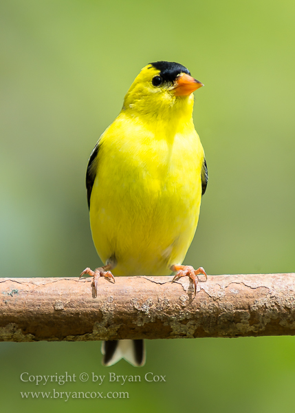 Image of American Goldfinch