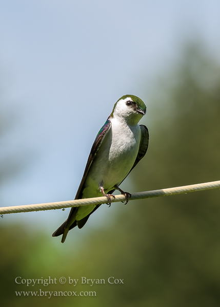 Image of Violet-green Swallow
