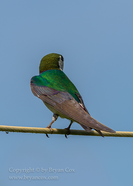 Image of Violet-green Swallow