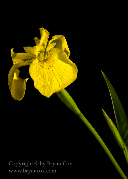 Image of Dutch Iris
