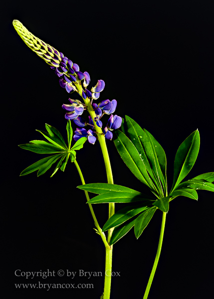 Image of Large-Leaved Lupine (Lupinus polyphyllus)