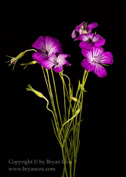 Image of 