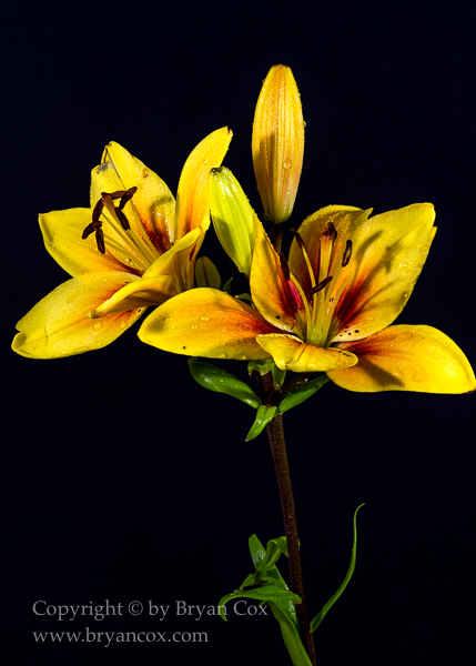 Image of Lily