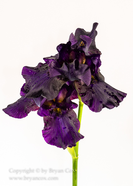 Image of Bearded Iris