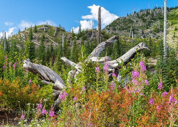 Image of Late summer color on Mount St. Helens