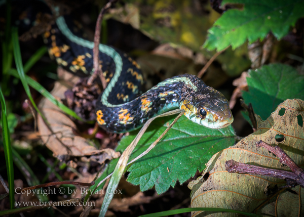 Image of Northwestern Garter Snake