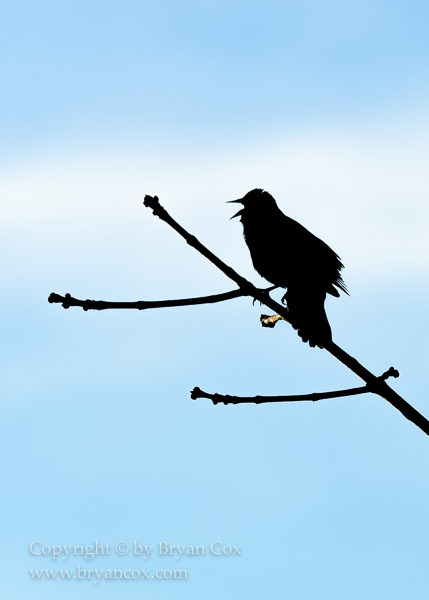 Image of Blackbirds