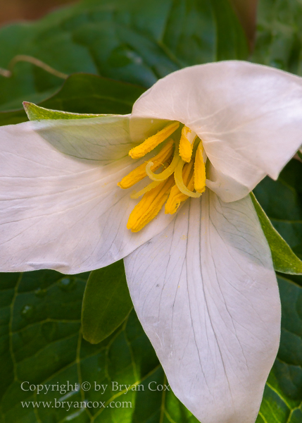 Image of Western Trillium (Trillium ovatum)