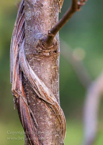 Image of Western Trumpet Honeysuckle Vine on a Choke-cherry tree