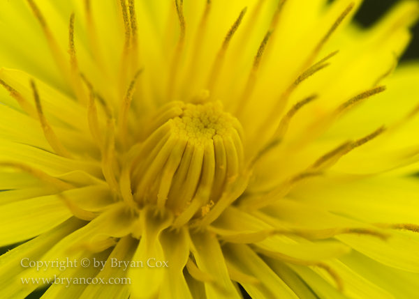 Image of Dandelion
