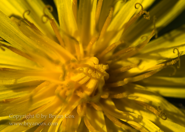 Image of Dandelion