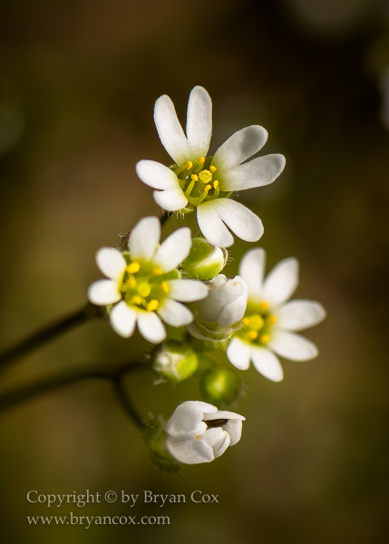 Image of Common Draba (Draba verna)