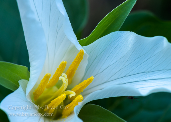 Image of Western Trillium (Trillium ovatum)