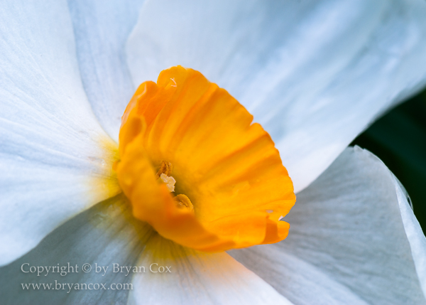 Image of Narcissus